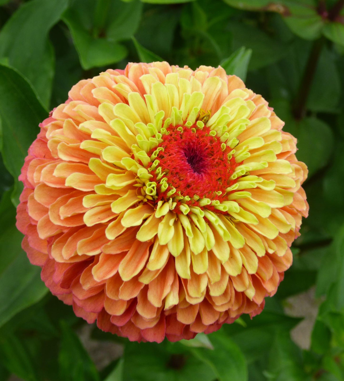 Queeny Lime Orange Zinnia