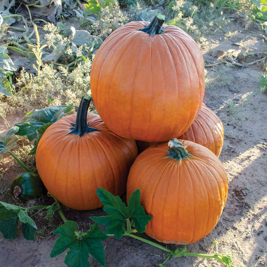 Zombie F1 Hybrid Pumpkin Seeds