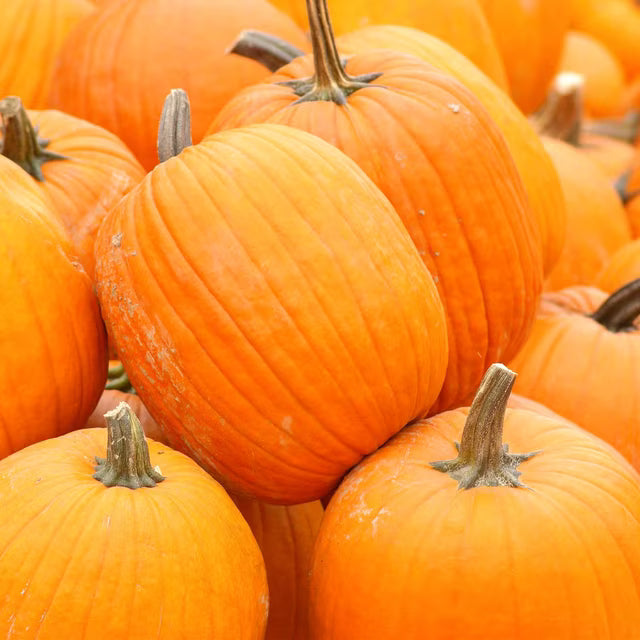 Autumn Gold F1 Hybrid Pumpkin Seeds