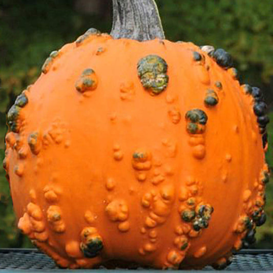 Baby Bumps F1 Hybrid Pumpkin Seeds