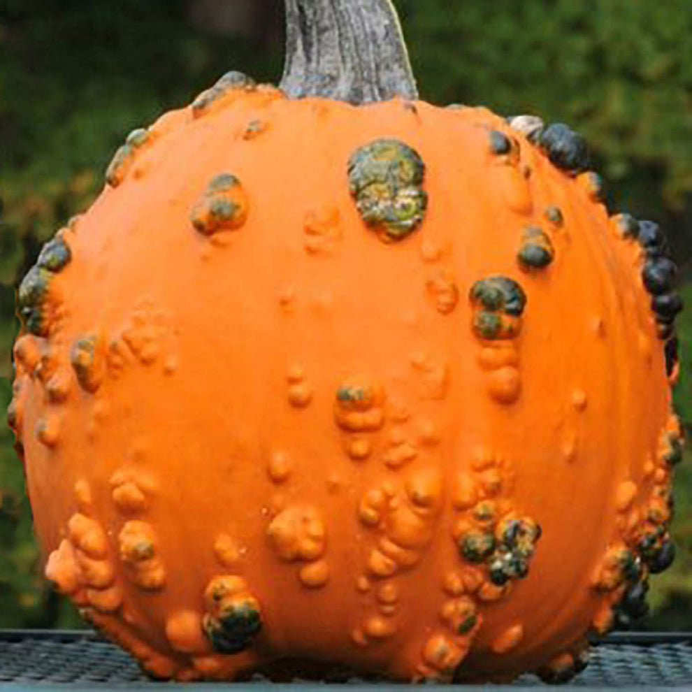 Baby Bumps F1 Hybrid Pumpkin Seeds – NE SEED
