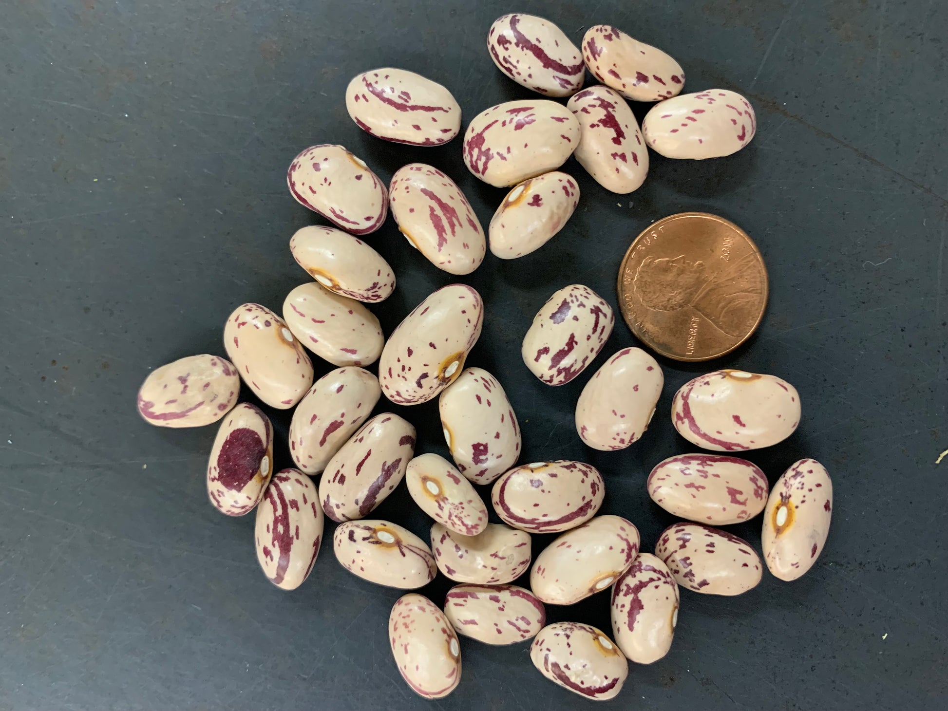 drying bean seeds for planting Dwarf Horticultural Shell (Dry) Bean Seeds
