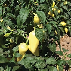 El Gringo Hot Pepper - Treated