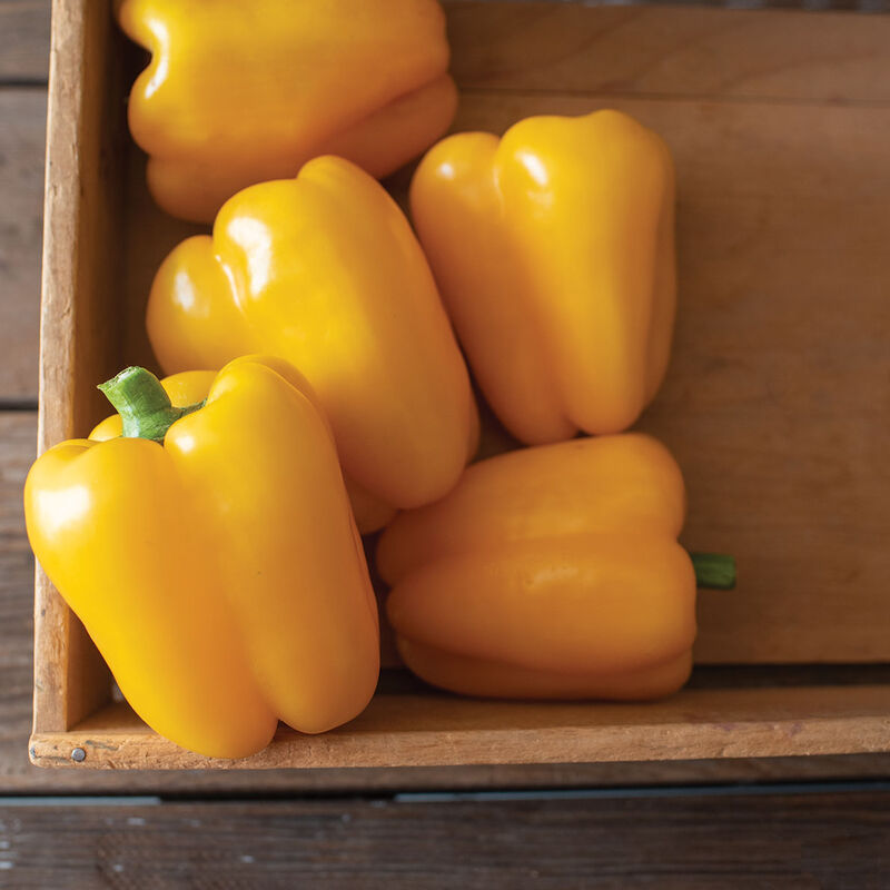 Golden Cal Wonder Sweet (Bell) Type Pepper Seeds