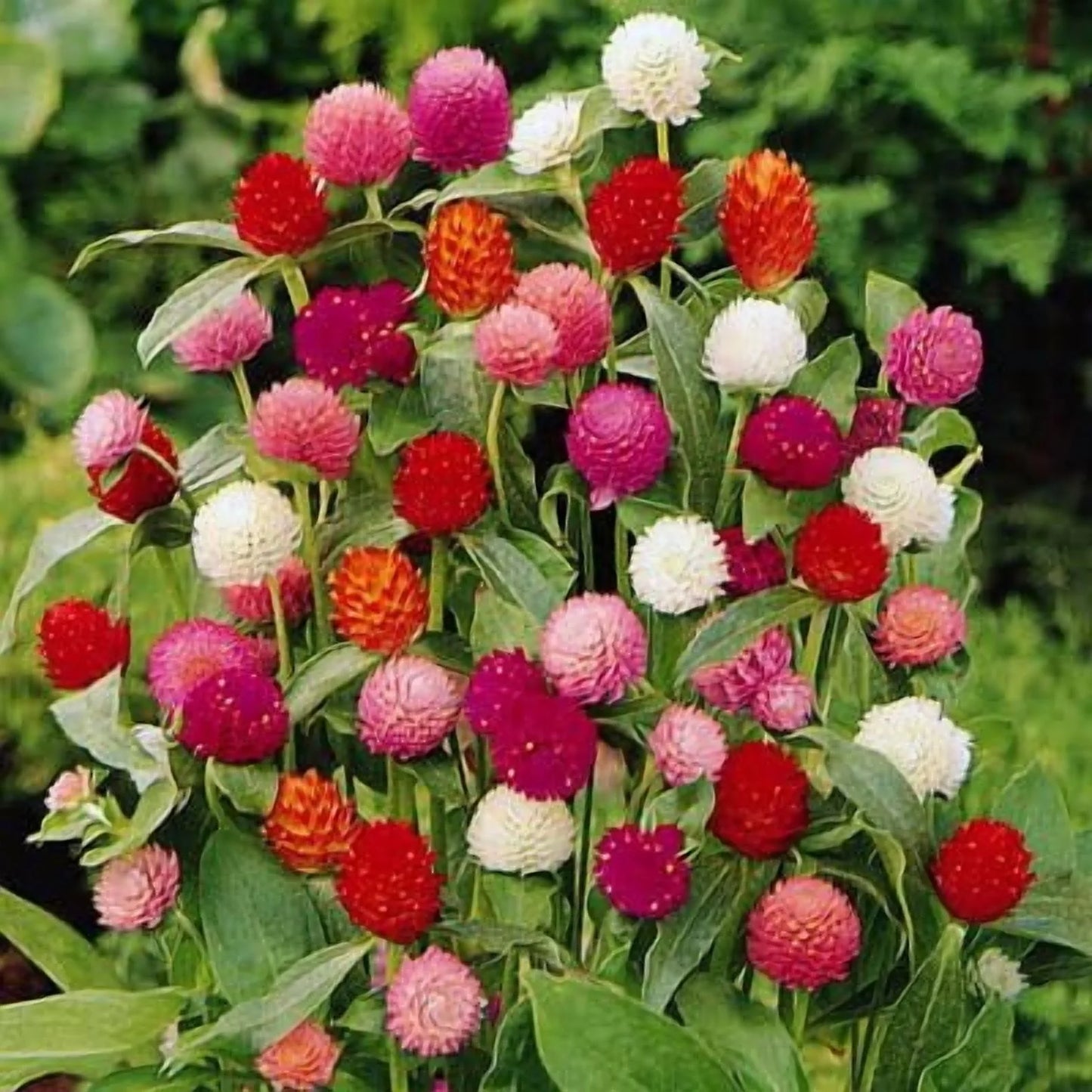 Gomphrena QIS Series Tall Mix