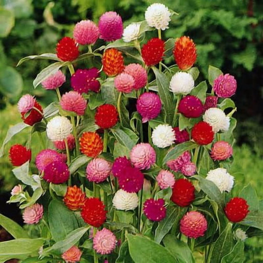 Gomphrena QIS Series Tall Mix