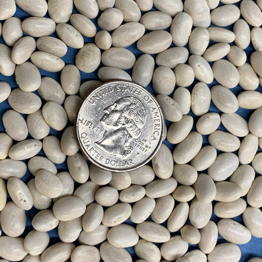 Mountain Half Runner Bean Seeds