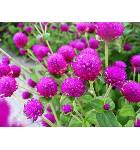 Gomphrena QIS Purple