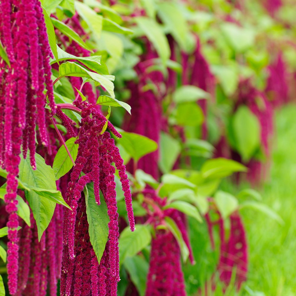Red Tails Amaranth