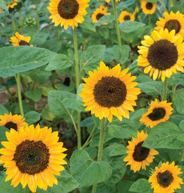 Sonja Sunflower Seeds