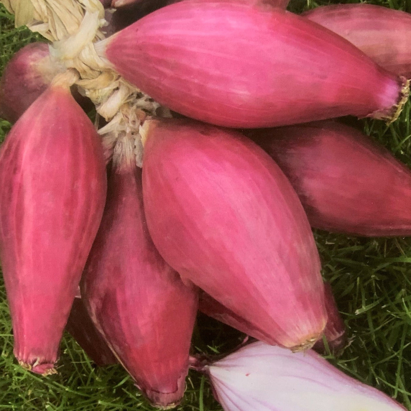 Tropeana Lunga Onion Seeds