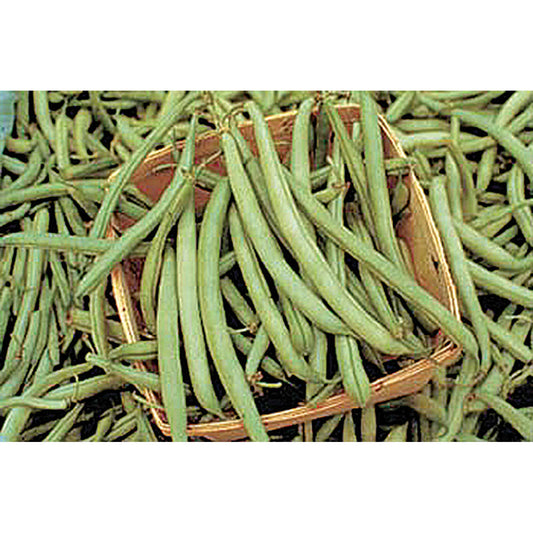 Certified Organic Tendergreen Green Bush Bean Seeds