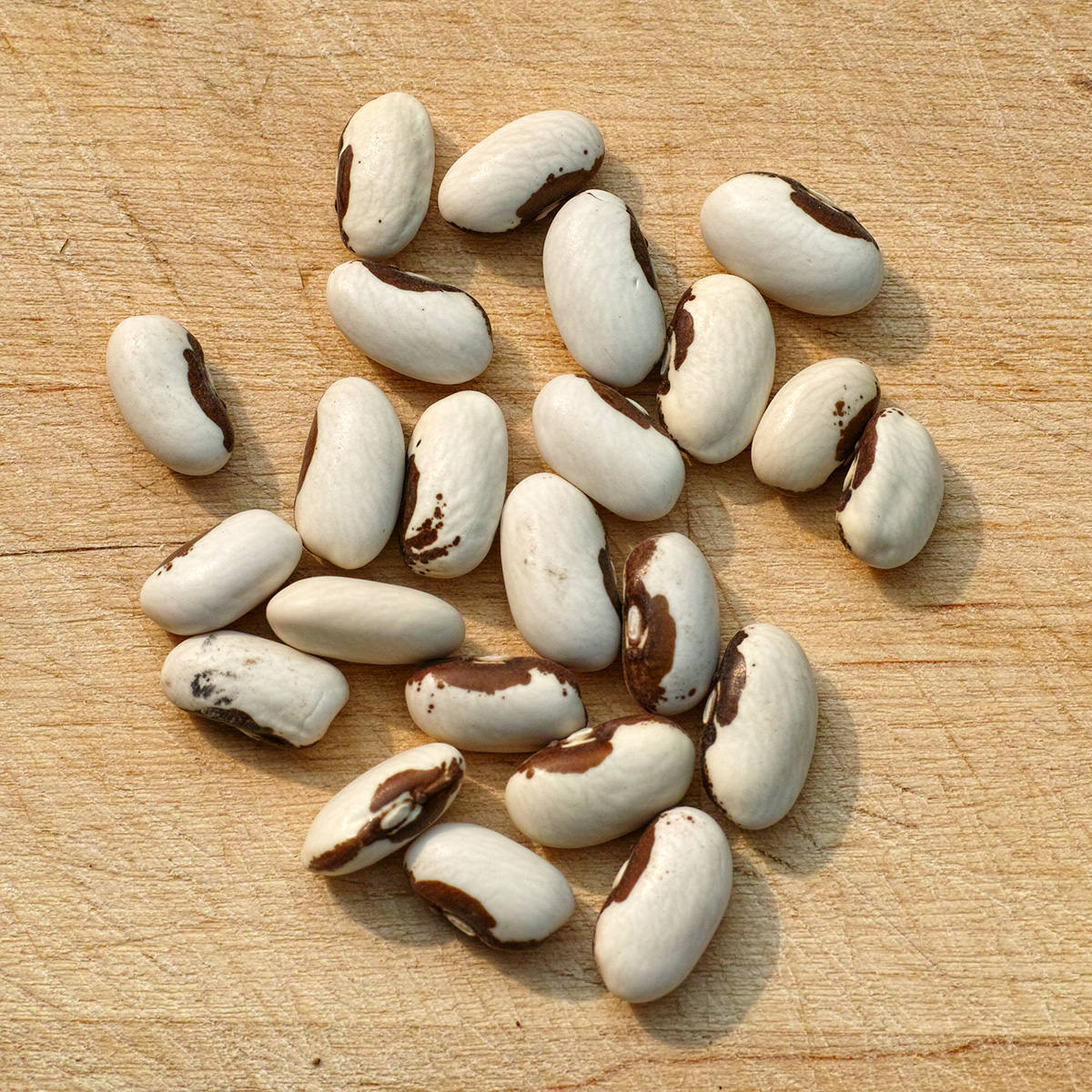 Certified Organic Golden Wax Yellow Bush Bean Seeds