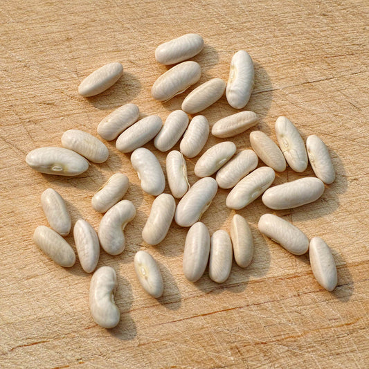Gold Rush Yellow Bush Bean Seeds