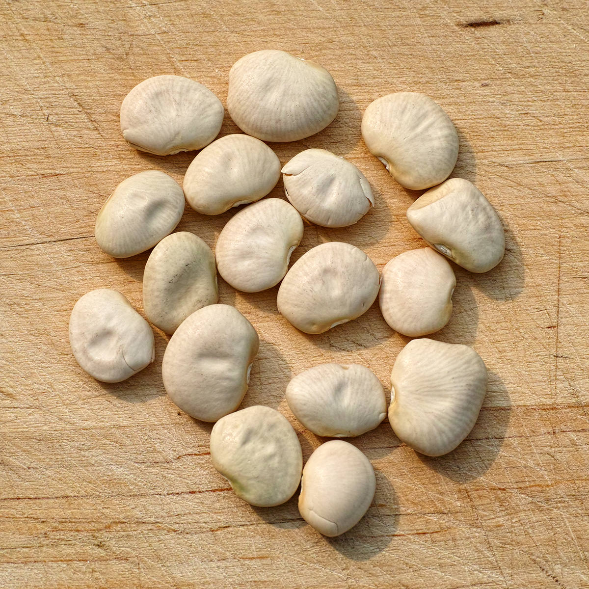 Fordhook 242 Lima Bean Seeds