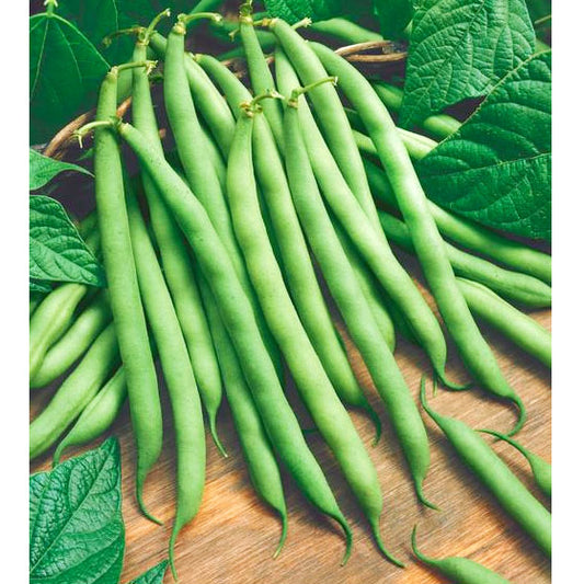 Provider Green Bush Bean Seeds