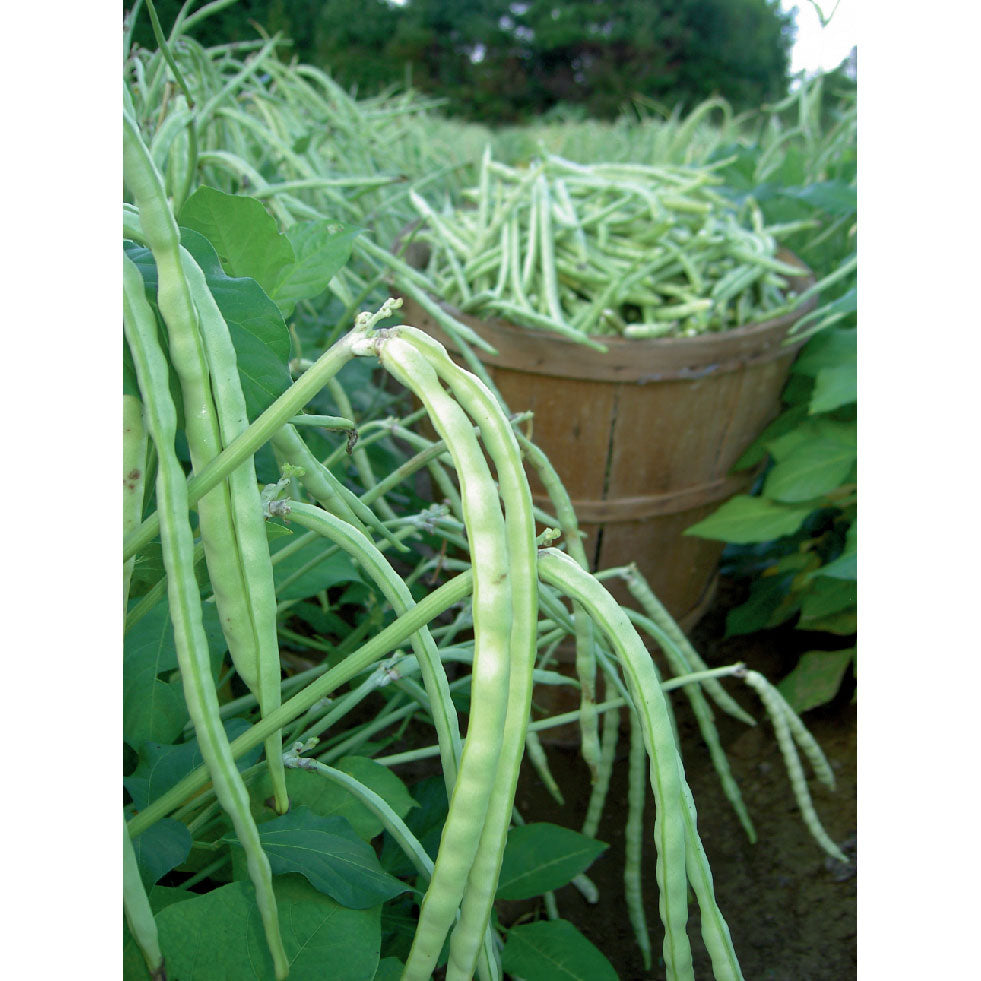 Top Pick Cream Pea Cowpea Seeds (Southern Bean)