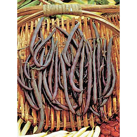 Royal Burgundy Green Bush Bean Seeds