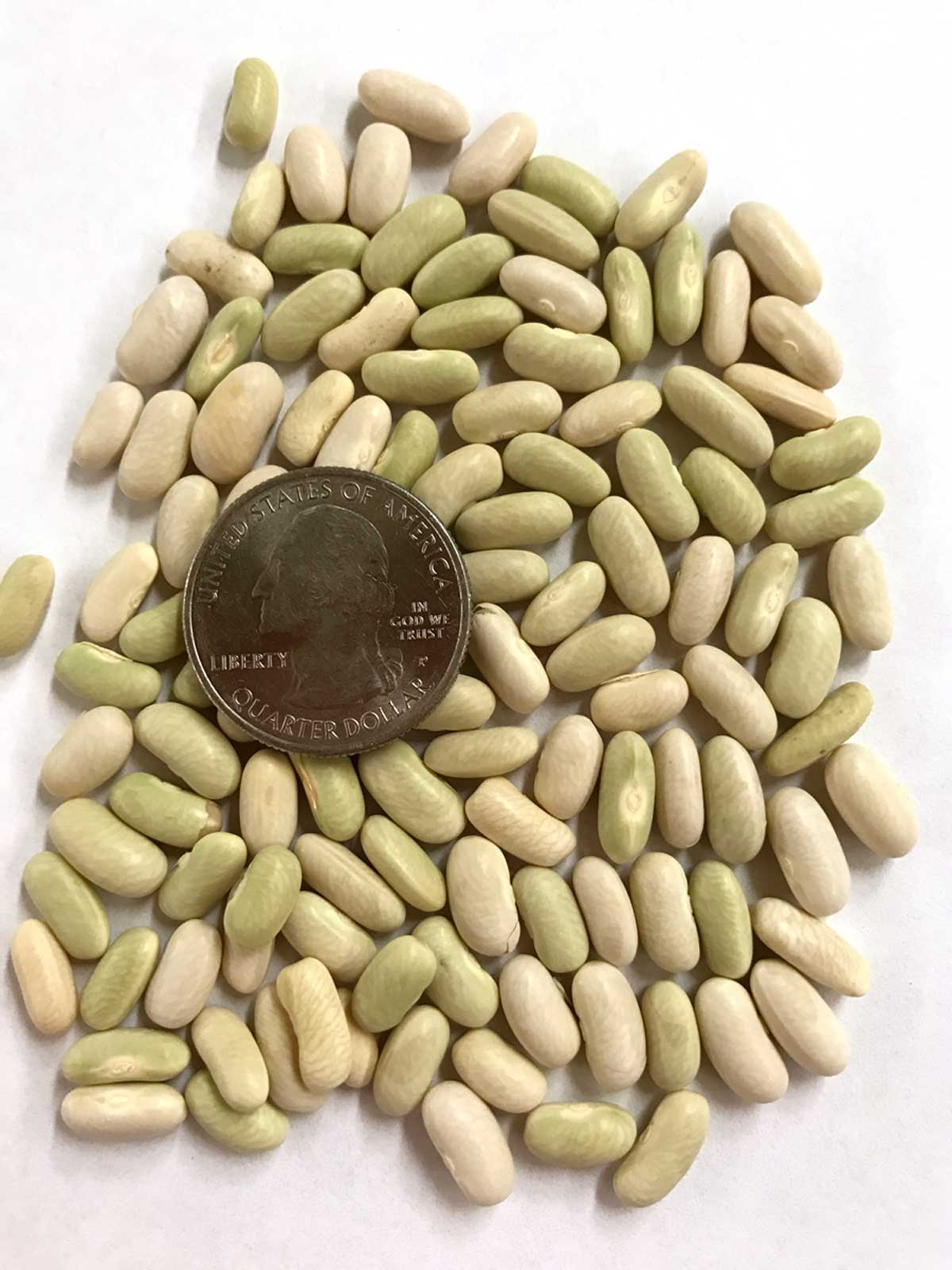 Petite Filet French Green Bush Bean Seeds