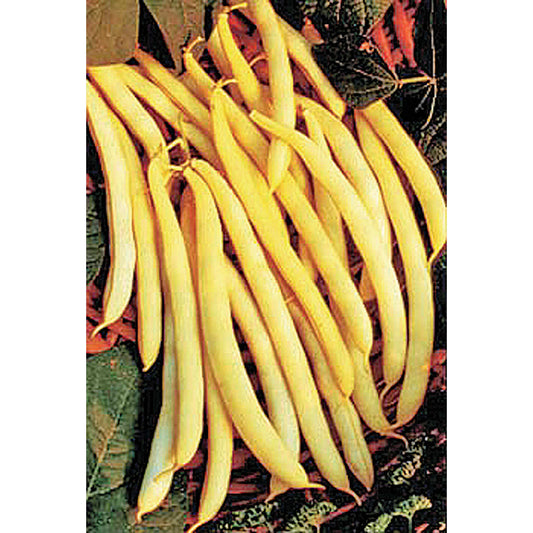 Cherokee Wax Yellow Bush Bean Seeds
