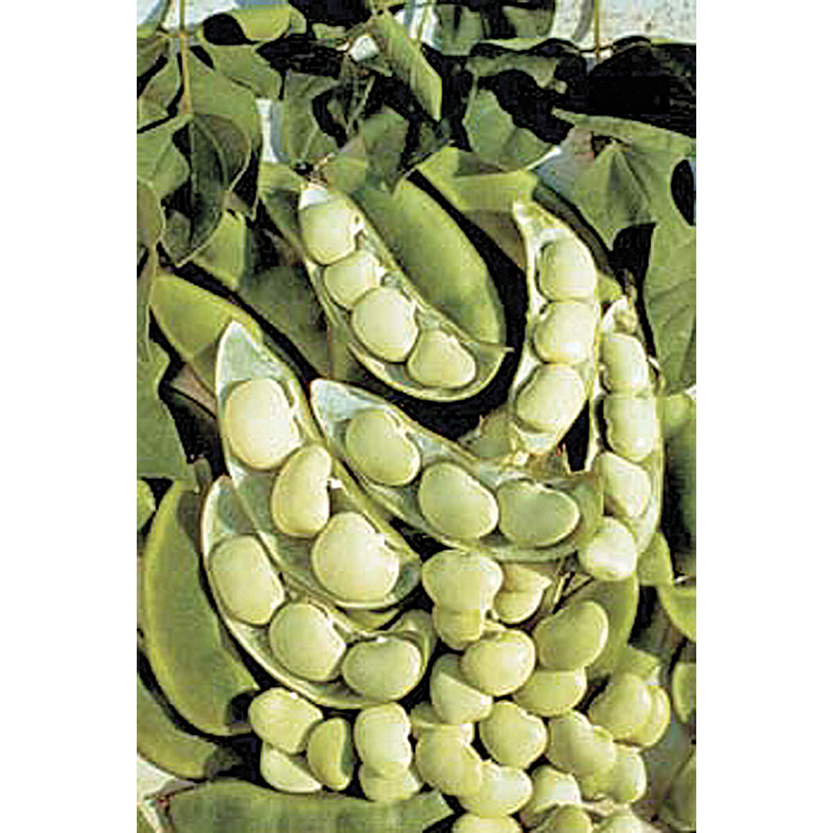 King of the Garden Lima Bean Seeds