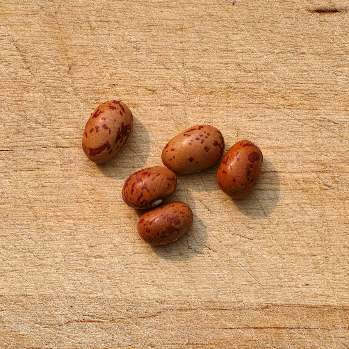 French Horticultural Shell (Dry) Bean Seeds