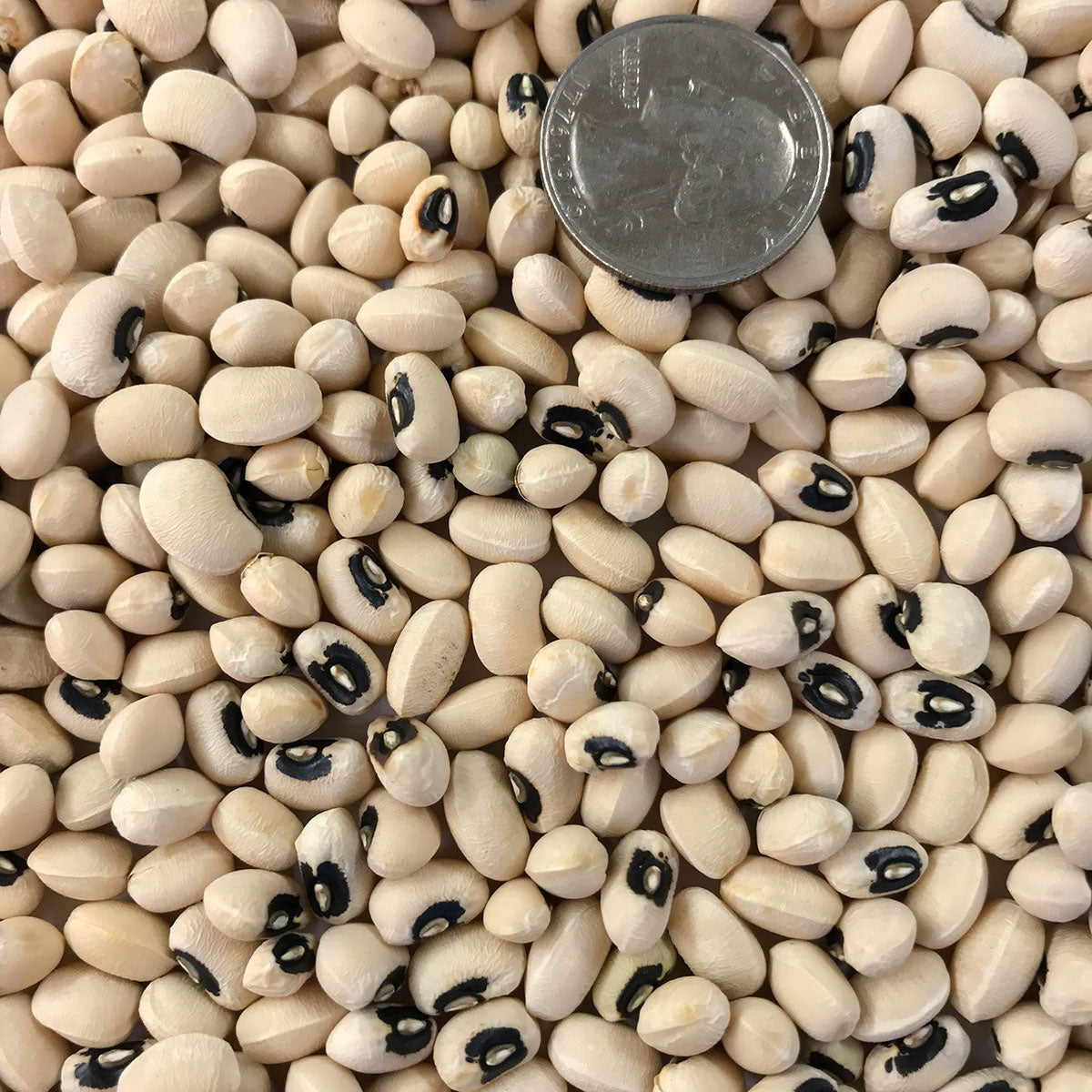 California Blackeye Cowpea Seeds (Southern Bean)