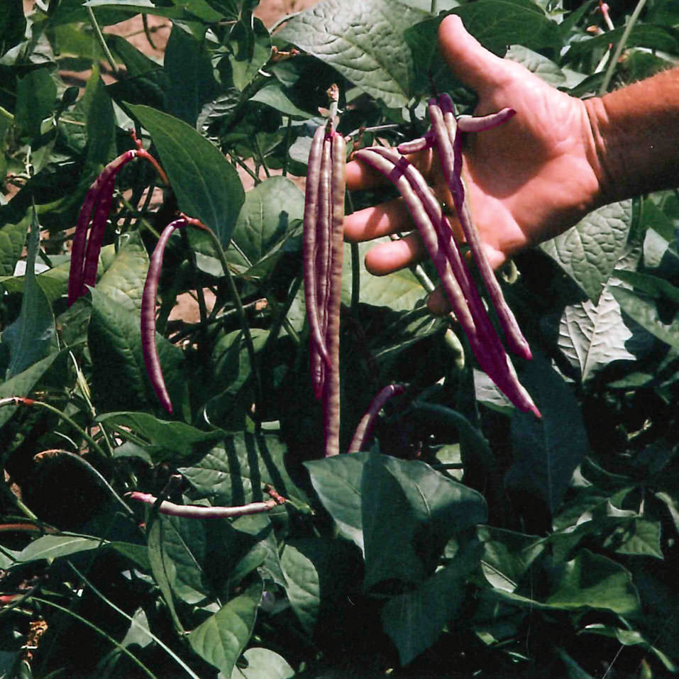 Top Pick Pinkeye PurpleHull Cowpea Seeds (Southern Bean)