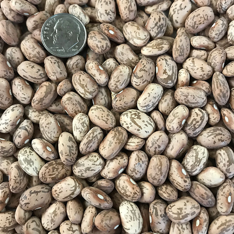 Pinto Shell (Dry) Bean Seeds
