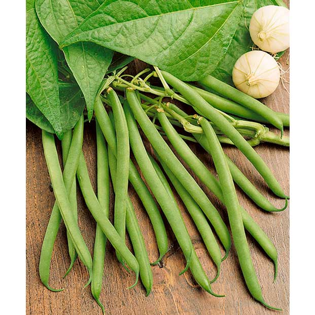 Kentucky Wonder Green Pole (Snap) Bean Seeds