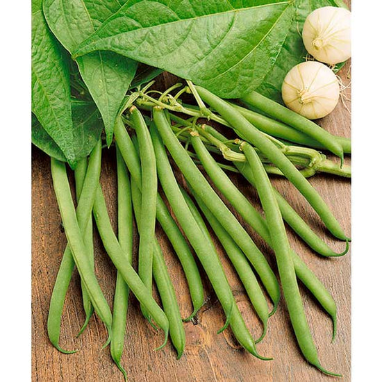 Certified Organic Kentucky Wonder Green Pole (Snap) Bean Seeds – NE SEED