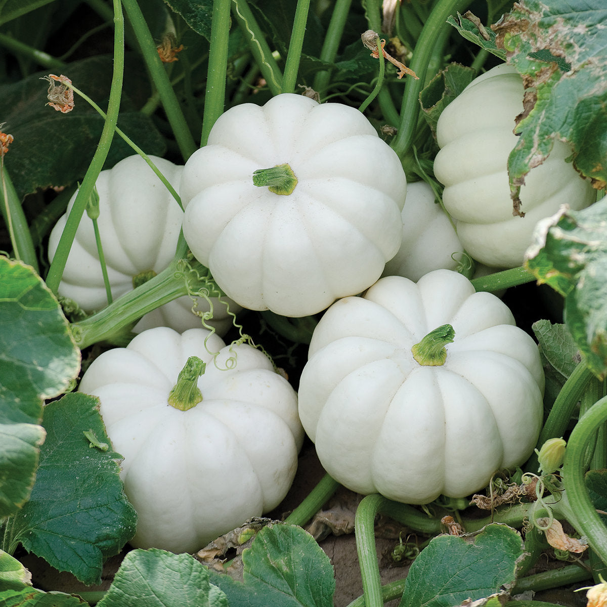 Casperita F1 Hybrid Pumpkin Seeds