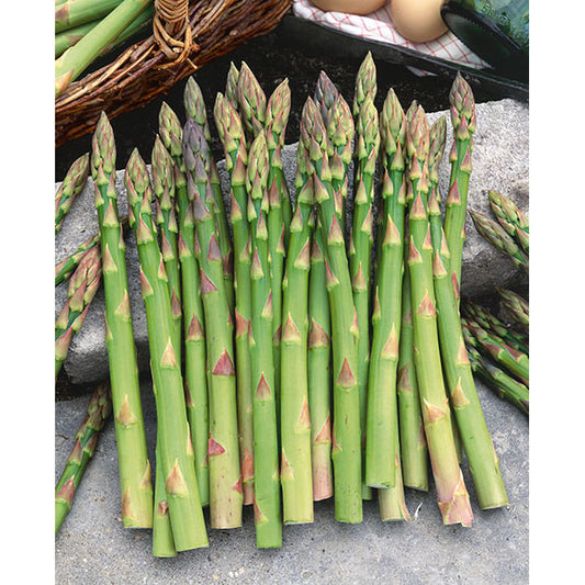 Mary Washington Asparagus Seeds