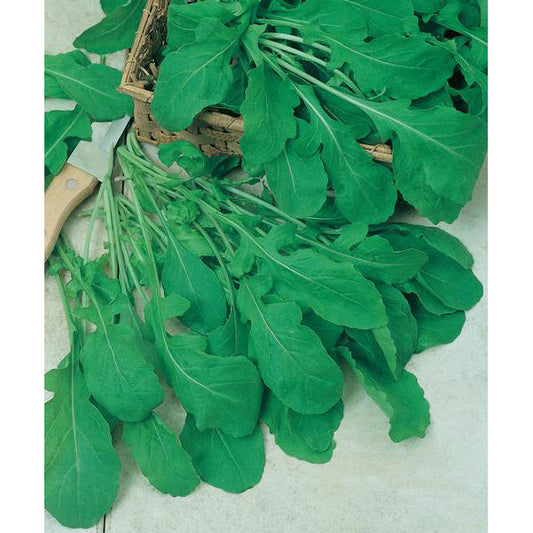 Arugula Roquette Seeds