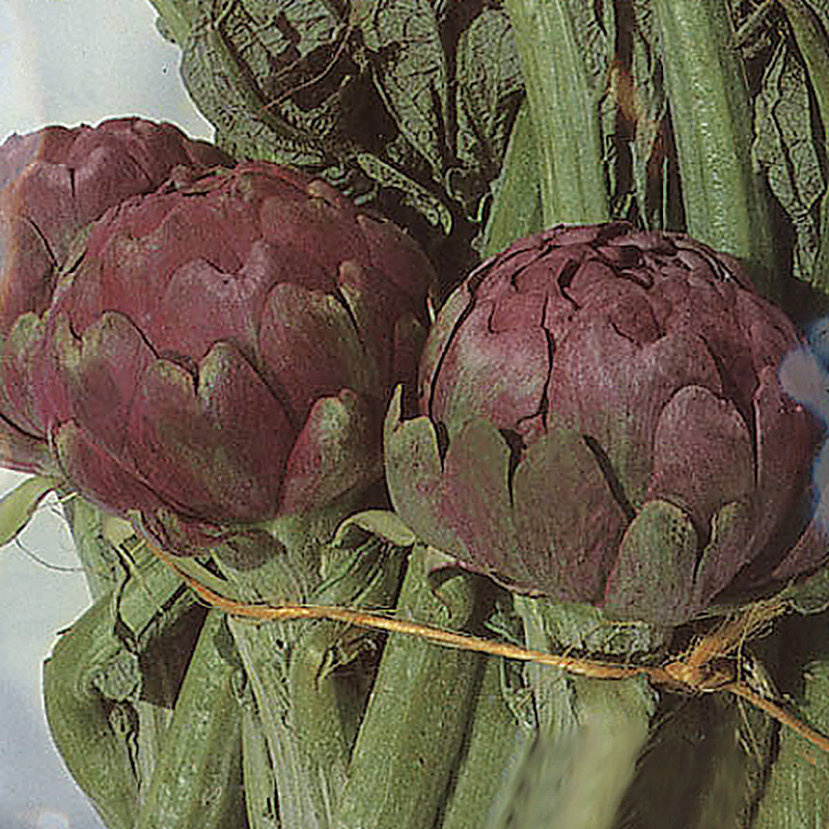 Romanesco Italian Artichoke Seeds NE SEED