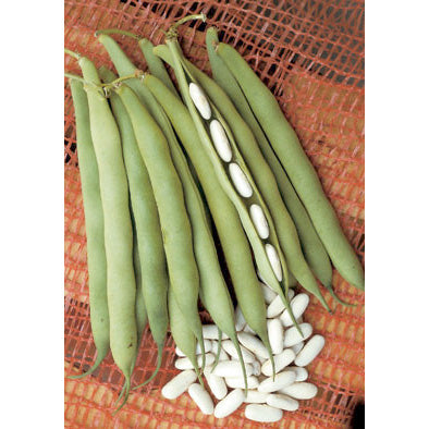 Cannellino Italian Shell (Dry) Bean Seeds
