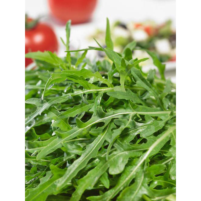 Rocket Italian Cress Italian Arugula Seeds