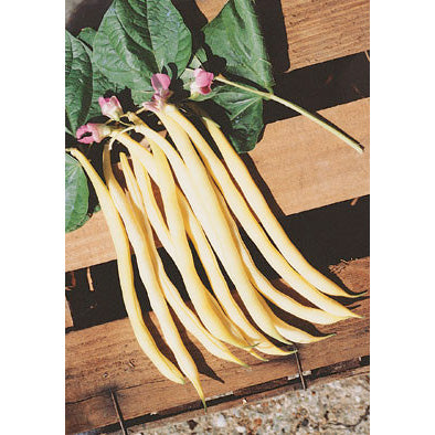 Rocquencourt Italian Yellow Bush Bean Seeds