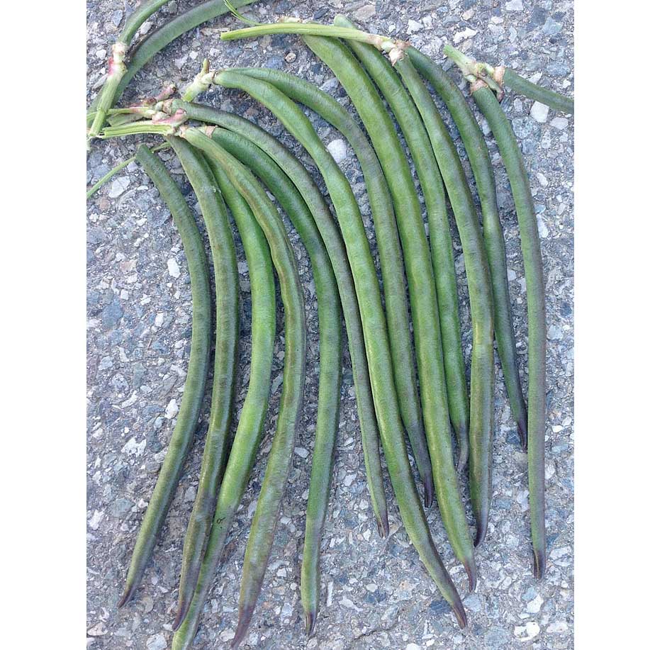 Dolico Italian Cowpea Seeds (Southern Bean)