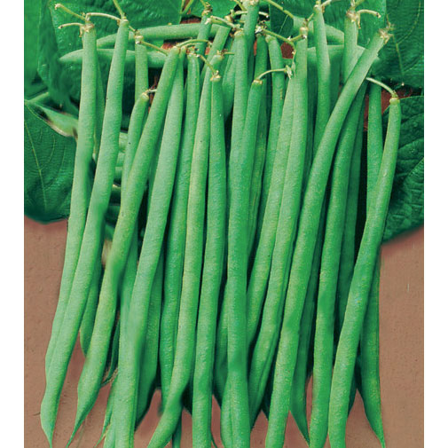 Pregiato Italian Green Bush Bean Seeds